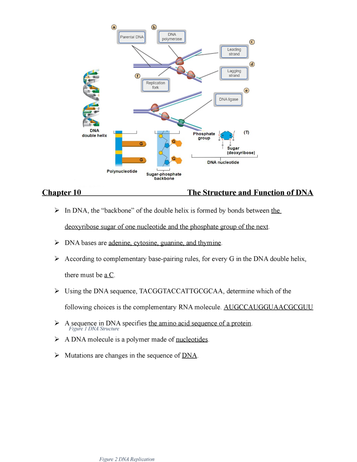 Chapter 23 The Structure and Function of DNA Exam Review - Chapter Regarding Dna Structure Worksheet Answer