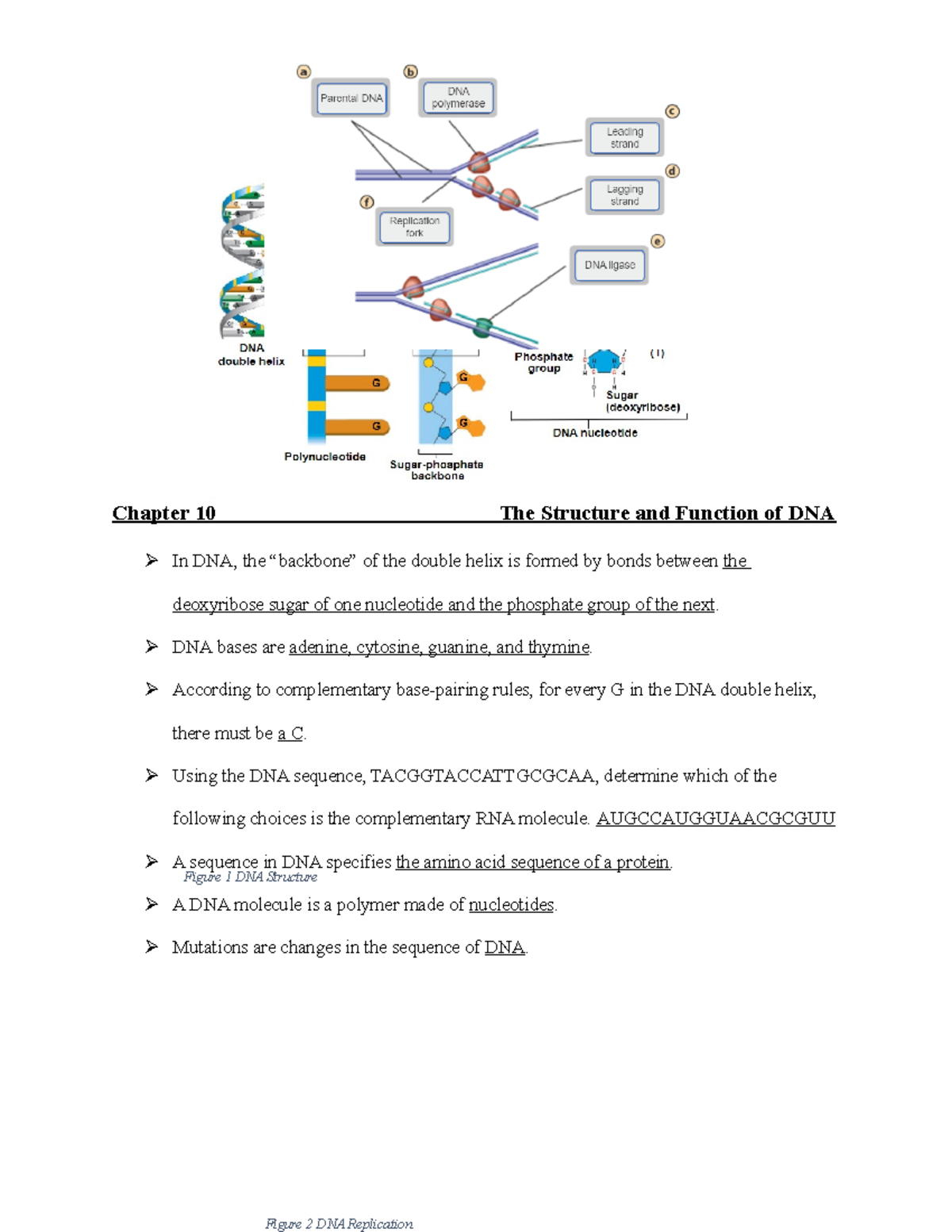 35 Dna Structure And Replication Worksheet Answers - combining like