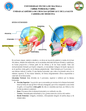 Hueso Etmoides Anatomia Hueso Etmoides Es Un Hueso Central Par Y Sim Trico Con Forma