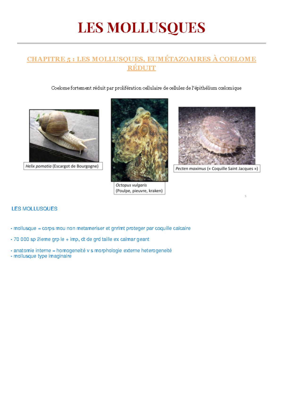 5 Les Mollusquesy - cours de zoo L1 S2 - LES MOLLUSQUES CHAPITRE 5 ...