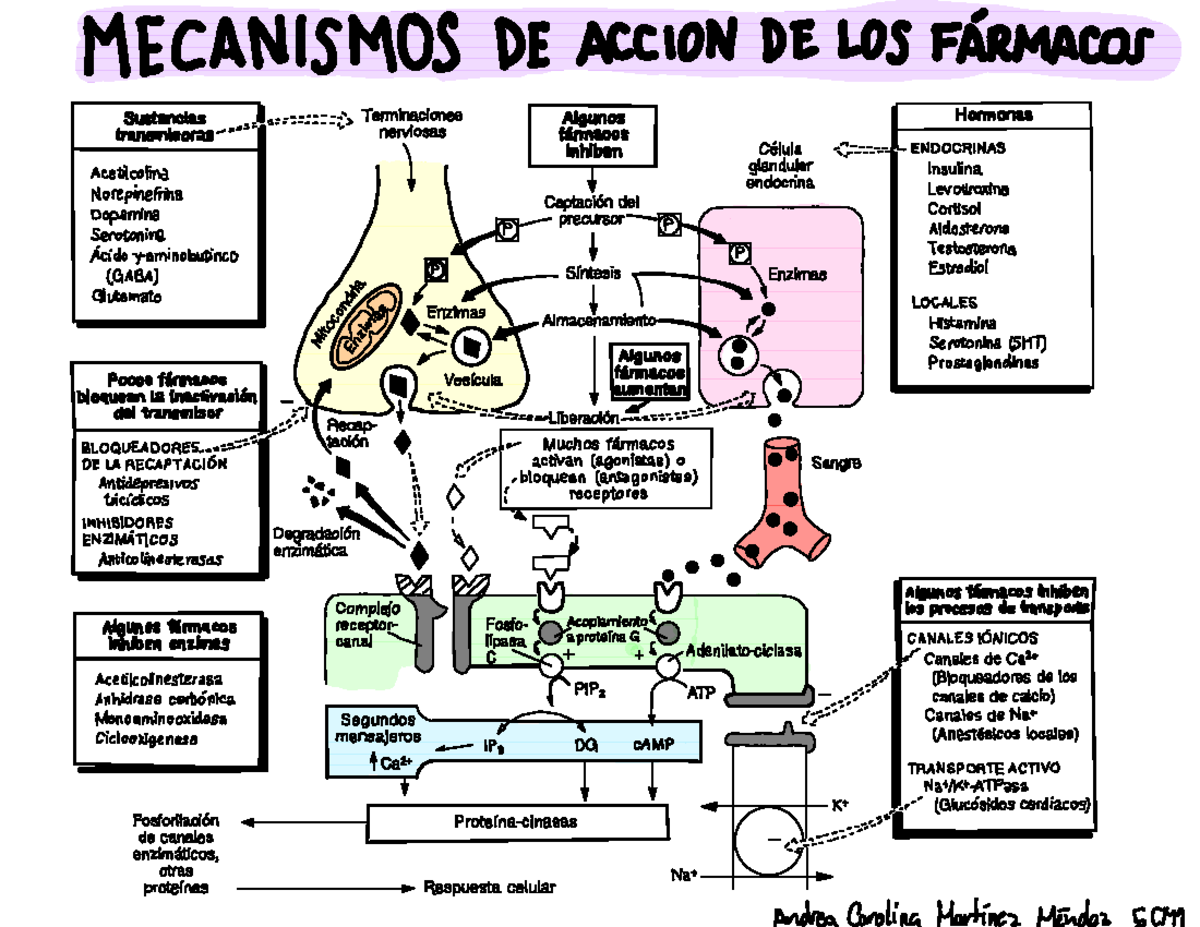 Mecanismos Moleculares De Accion De Los Farmacos www.studocu.com