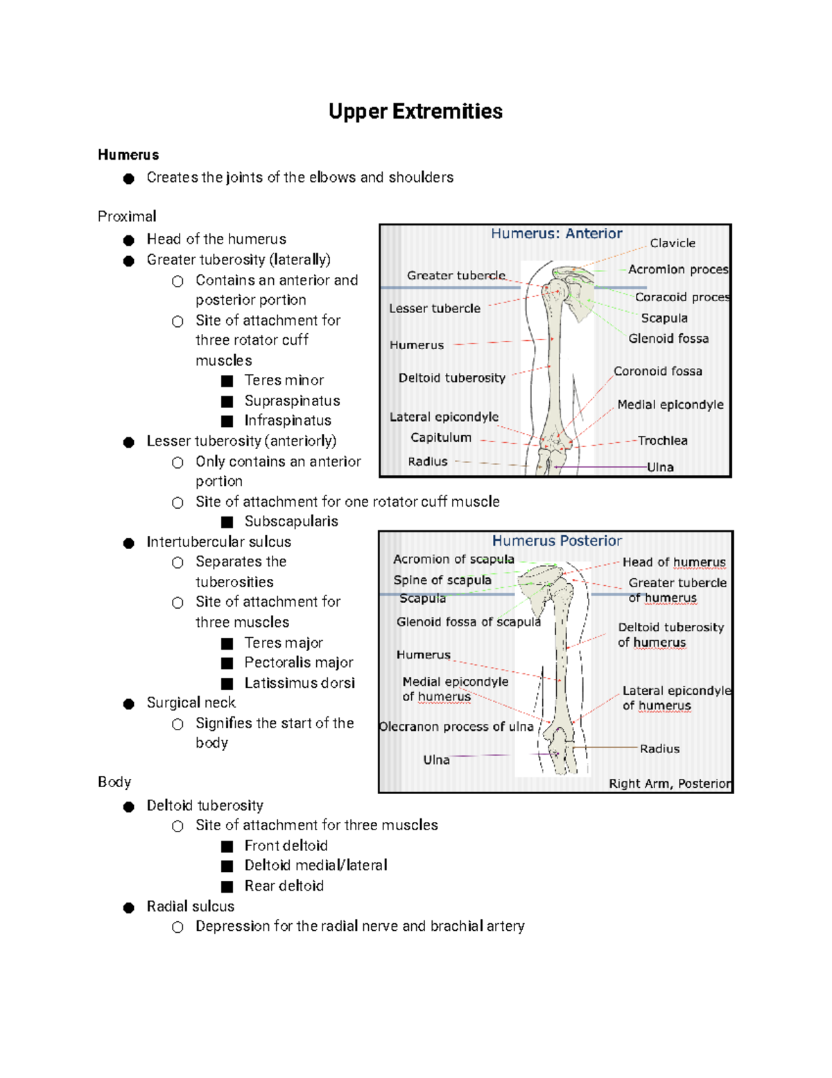 Clinical Anatomy Upper Extremity Upper Extremities Humerus Creates
