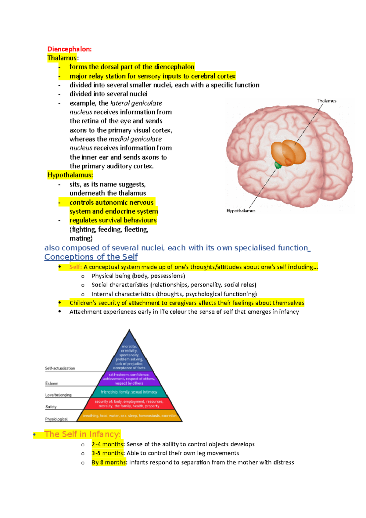 1 Lecture Notes 1 Diencephalon Thalamus Forms The Dorsal Part 