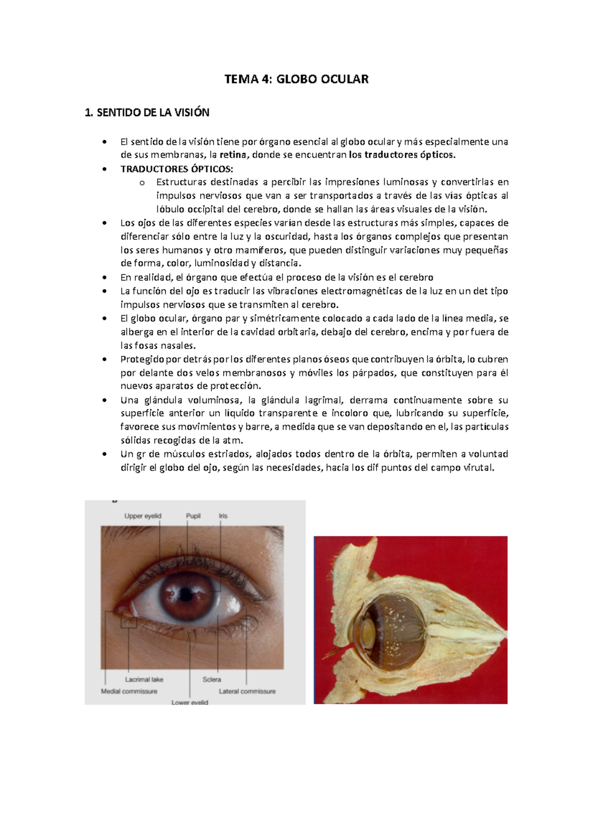 Anato 4 - APUNTES - TEMA 4: GLOBO OCULAR 1. SENTIDO DE LA VISIÓN El ...