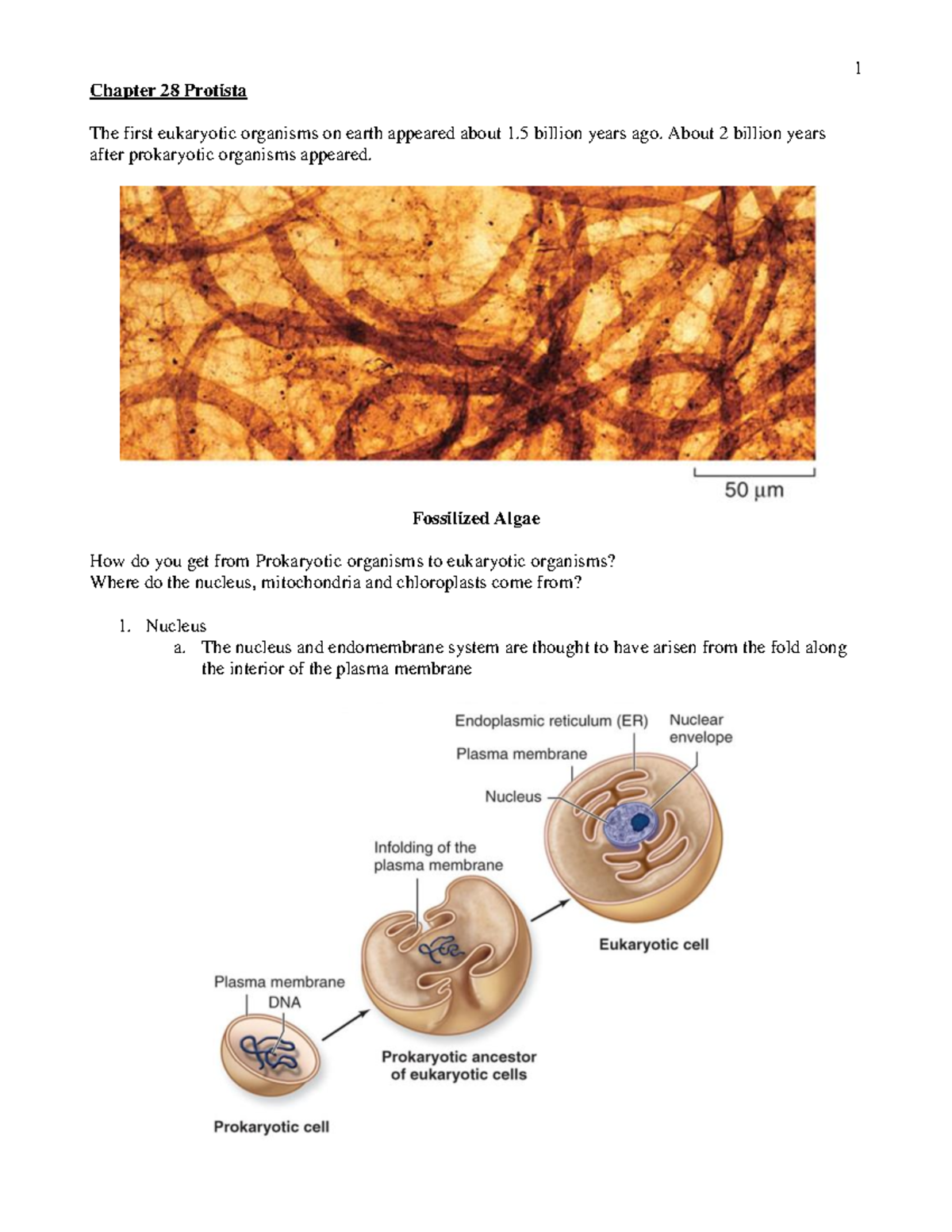 BIOL 142 CH 28 12th online - Chapter 28 Protista The first eukaryotic ...