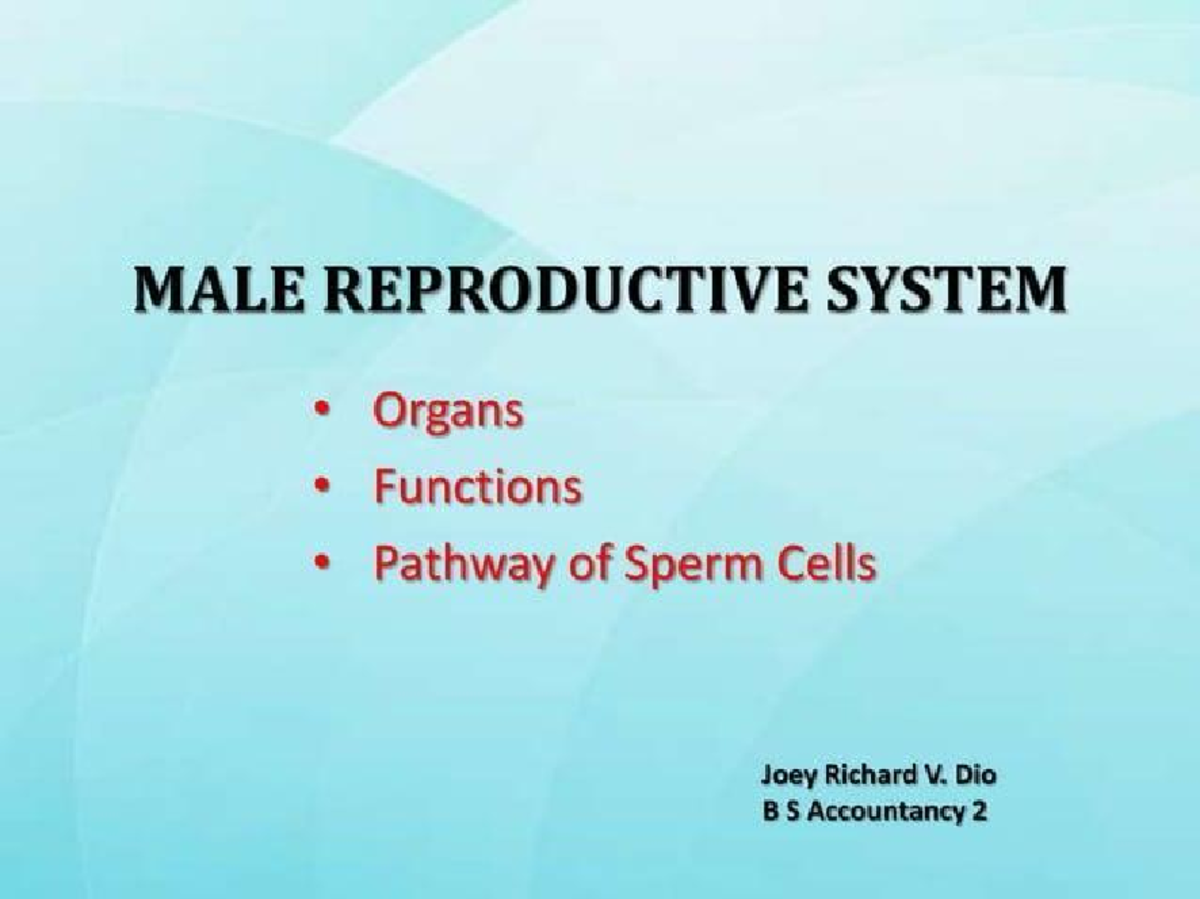 Slidesaver - Male repro system - MALE REPRODUCTIVE SYSTEM Organs ...