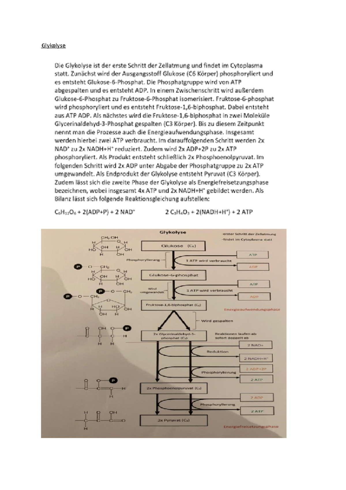 Die Glykolyse - Biologie - Glykolyse - Studocu