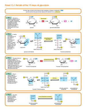 Glycolysis Pdf - Lecture Notes 11 - StuDocu