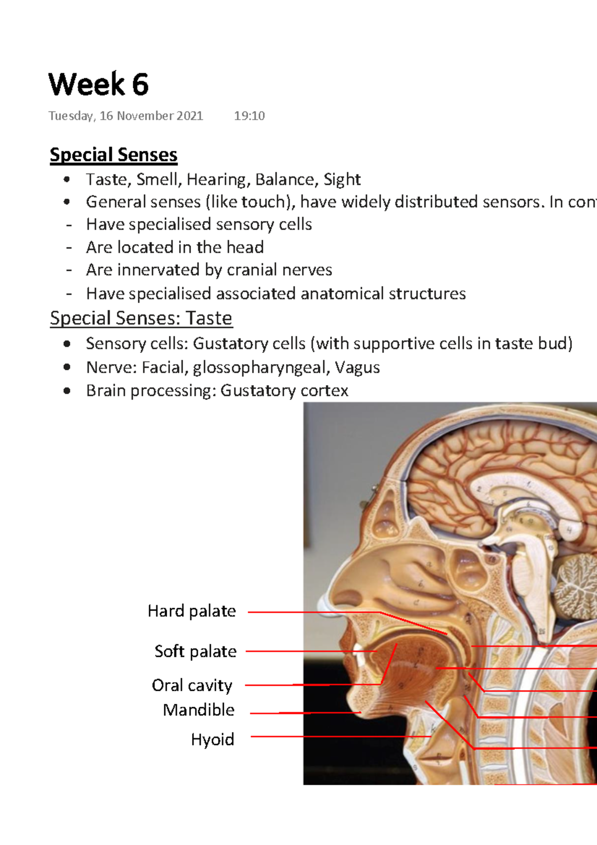 Human Anatomy BMD113, Week 6 Lecture Notes - Special Senses Taste ...