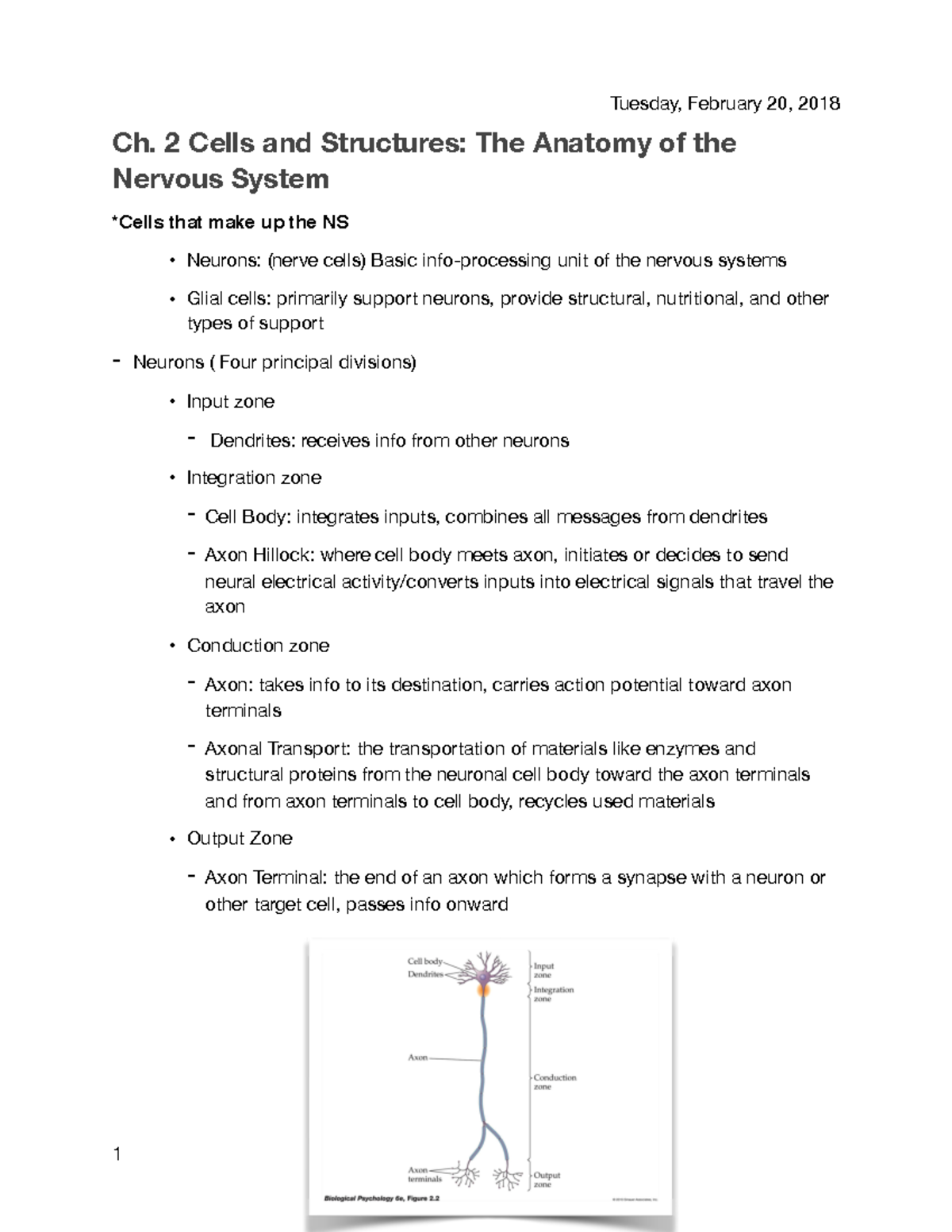 Psych 2 ch 2 - Ch. 2 Cells and Structures: The Anatomy of the Nervous ...