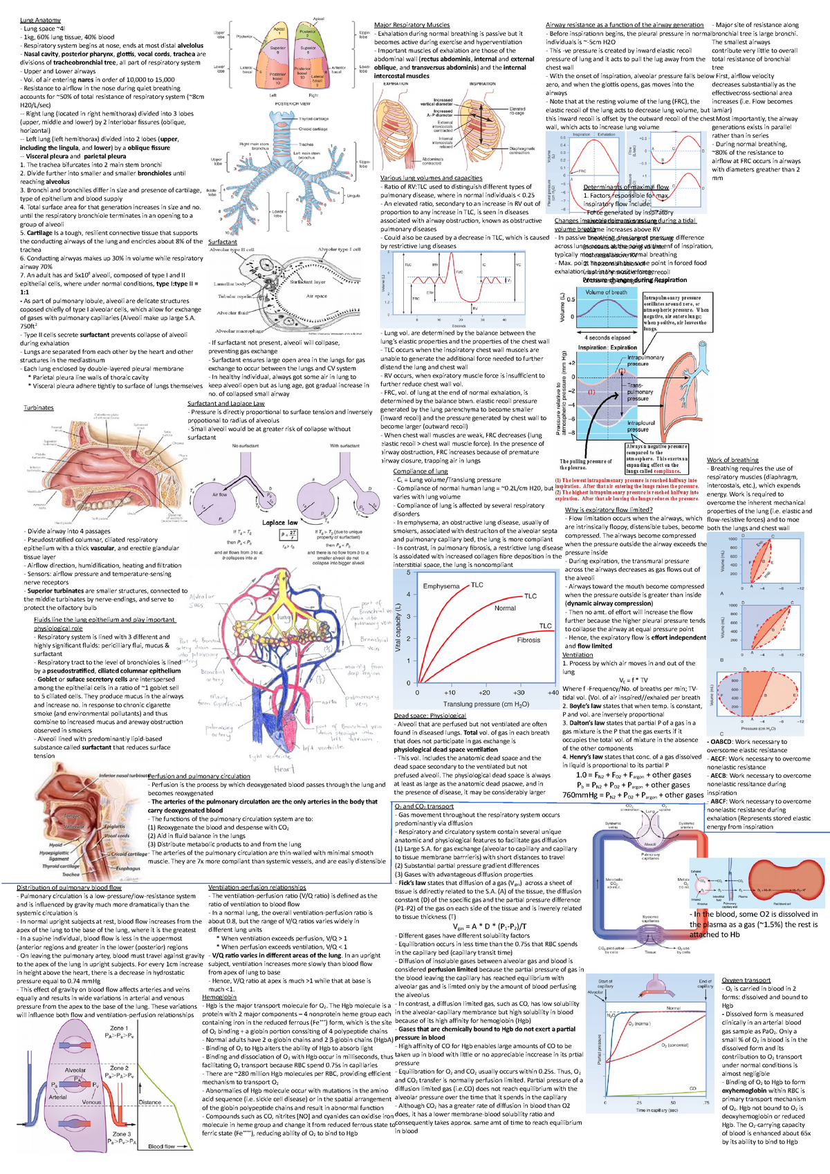 Cheatsheet Respiration And Gastrointestinal Lung Anatomy Major 