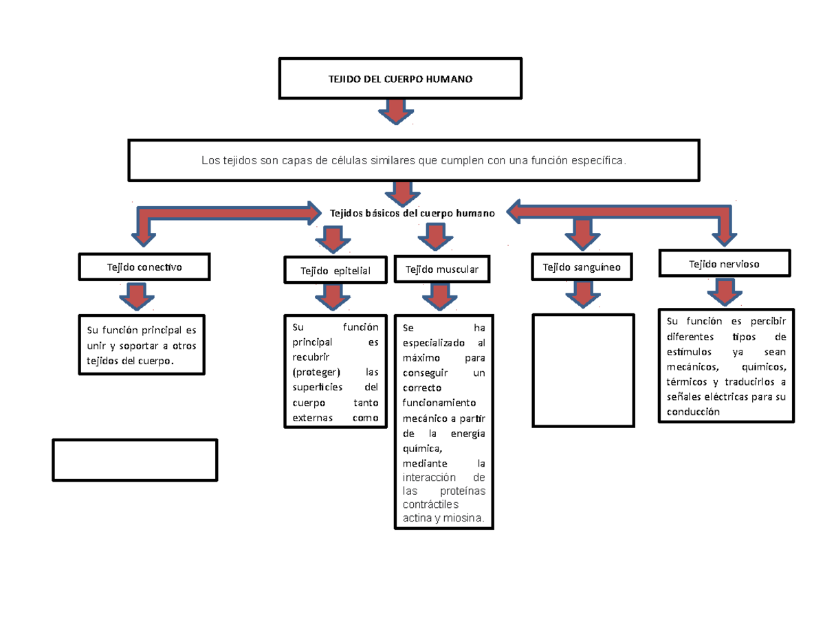 Mapa conceptualcuerp humano - Tejidos básicos del cuerpo humano TEJIDO