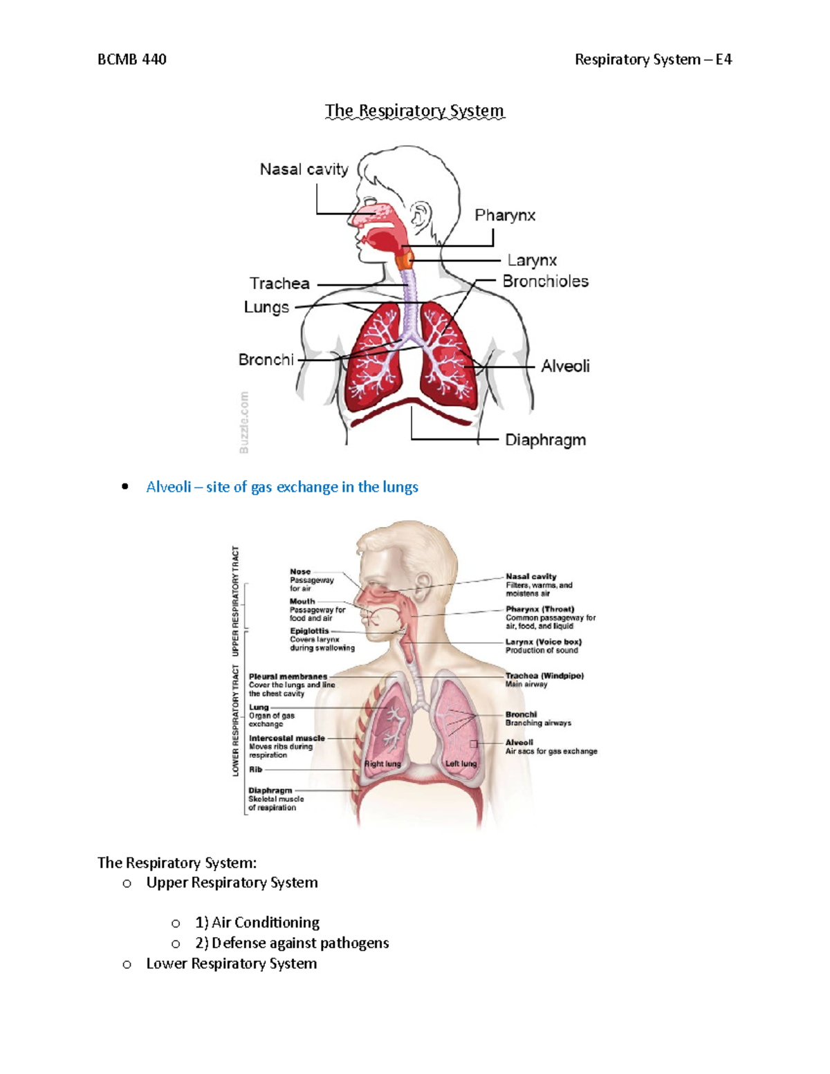 Respiratory Physiology - Test 4 - The Respiratory System Alveoli – site ...