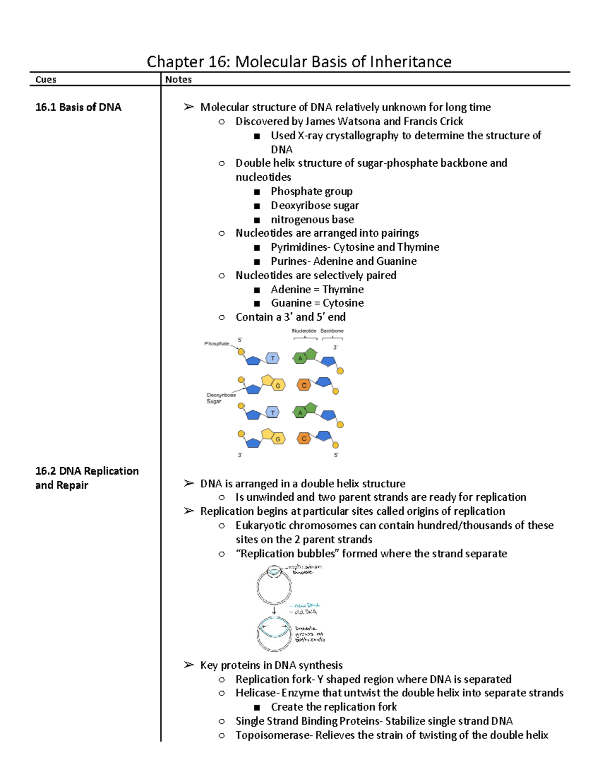 Chapter 16 Molecular Basis Of Inheritance - Chapter 16: Molecular Basis ...