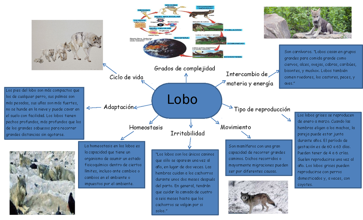 Ejercicio 1 Ciencias de la vida - Ciclo de vida Los pies del lobo son más  compactos que los de - Studocu