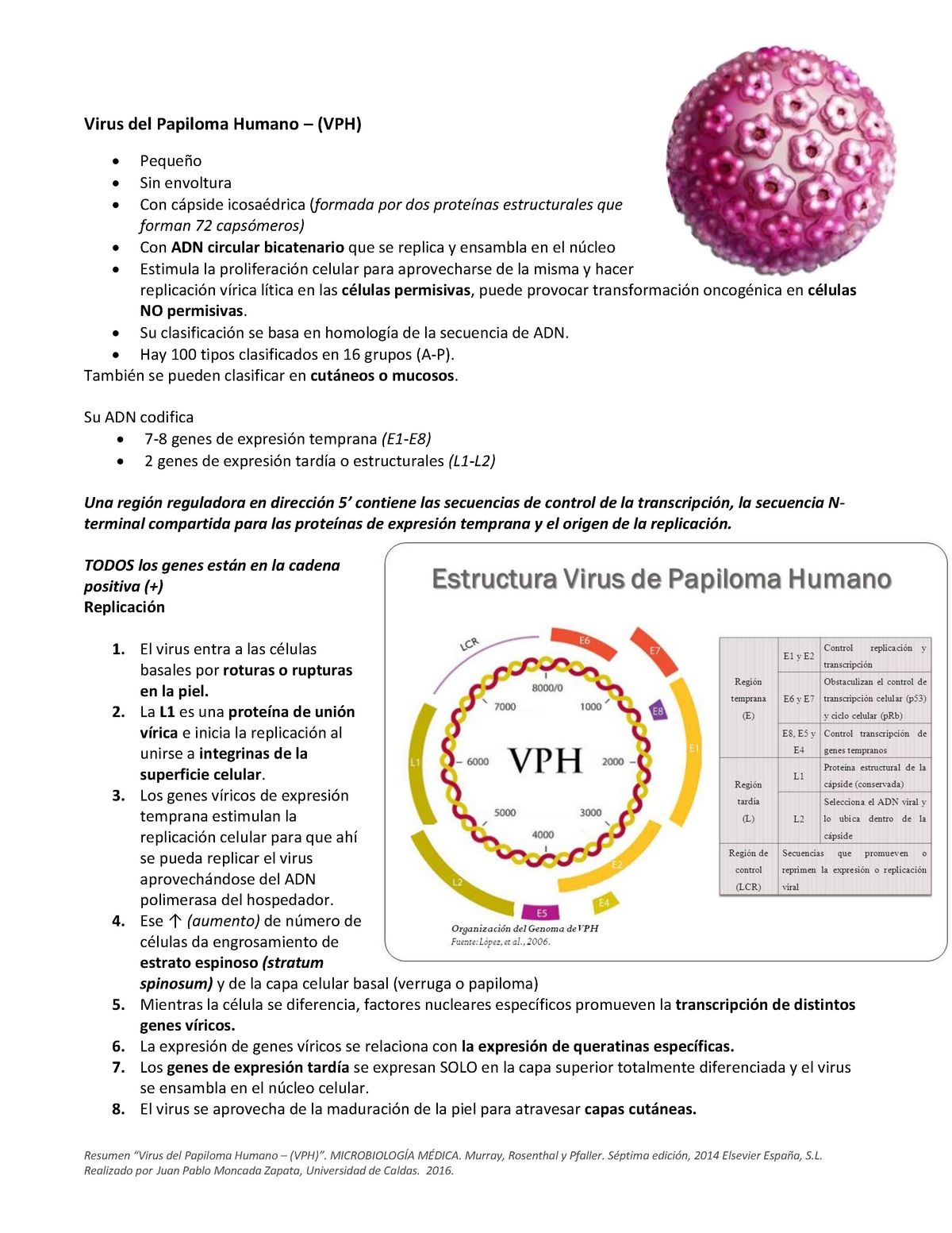 Virus del papiloma microbiologia. HPV (Papiloma Virus Uman) E6/E7 ARNm | Synevo