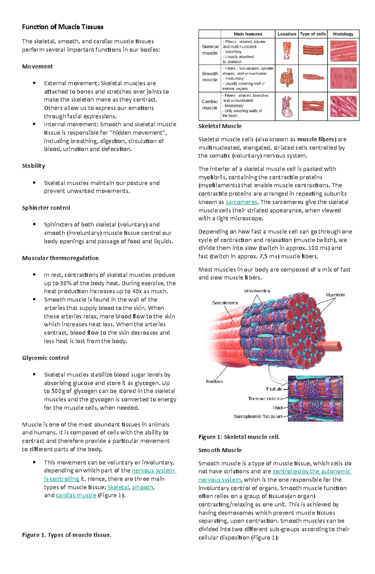 Function of Muscle Tissues - Anatomy and Physiology - FEU - Studocu