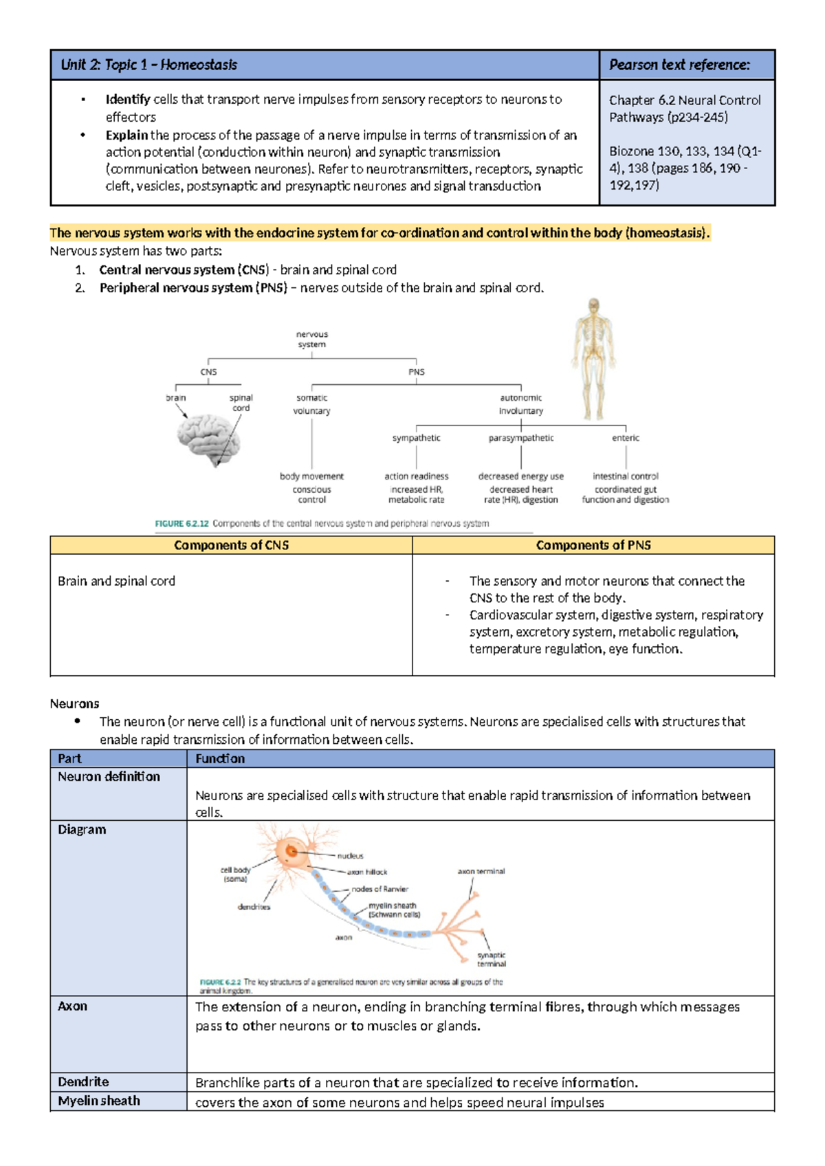 2 Neural control pathways Summary Notes - Unit 2: Topic 1 – Homeostasis ...