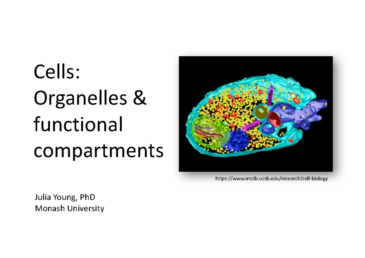 Lecture 1 Cells - Organelles & Functional Compartments - Cells ...