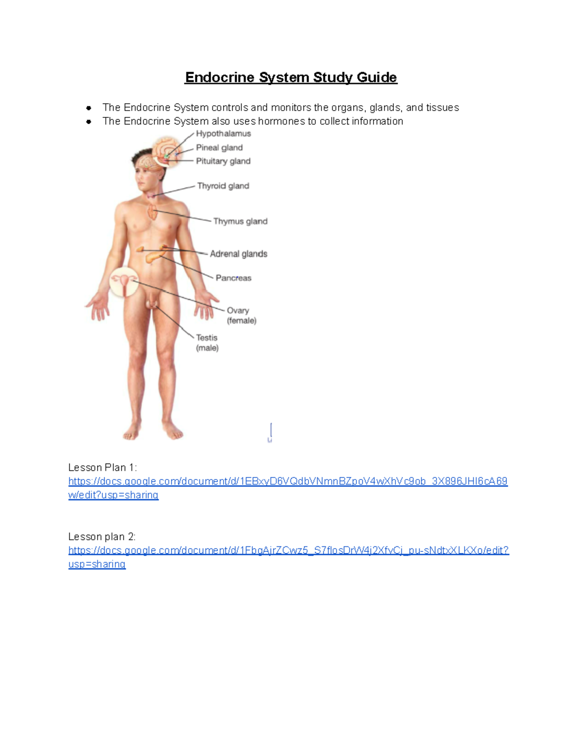 Endocrine System Study Guide - google/document/d ...