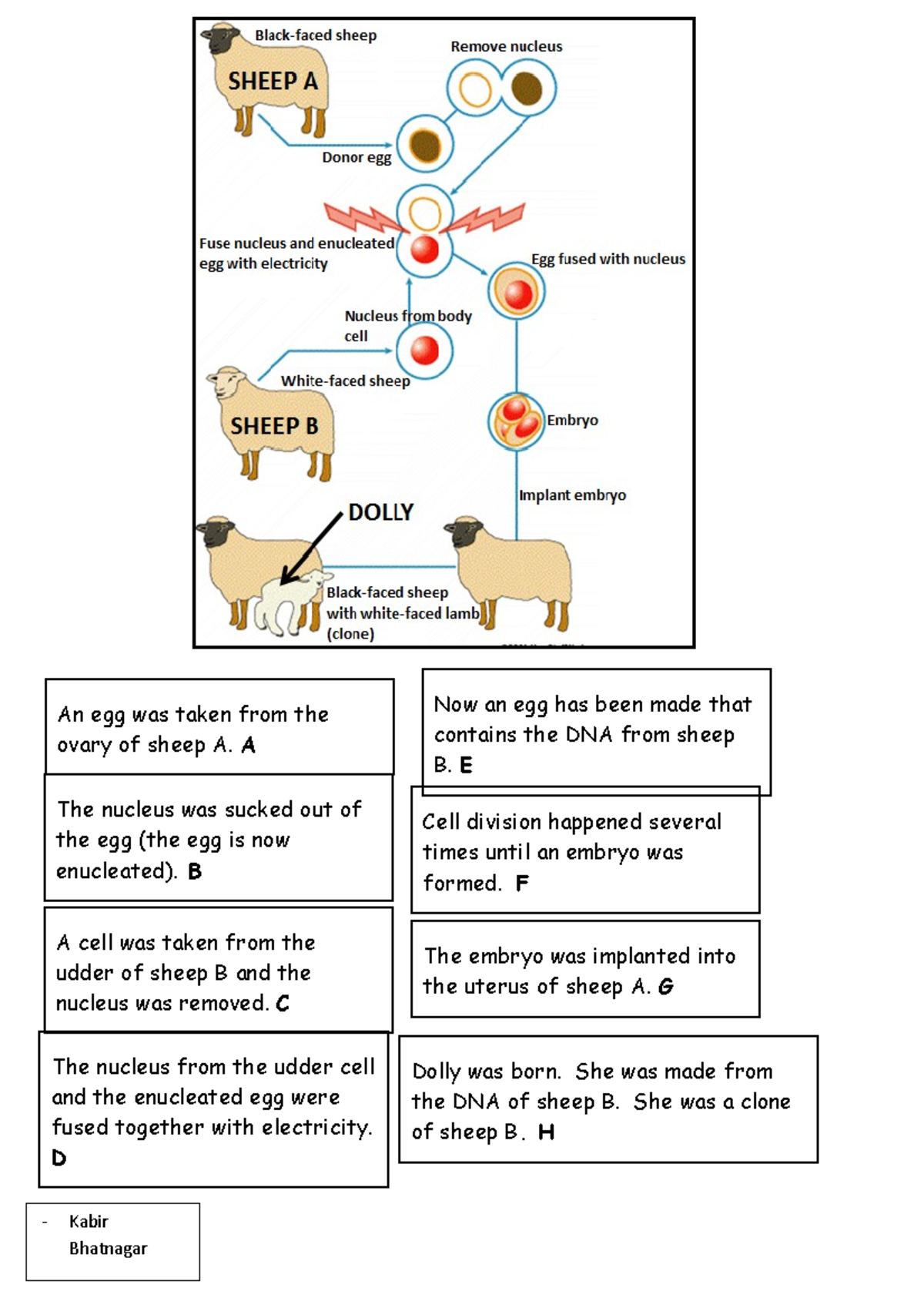 Dolly The Sheep Cloning Students Worksheet - Kabir Bhatnagar The Embryo ...