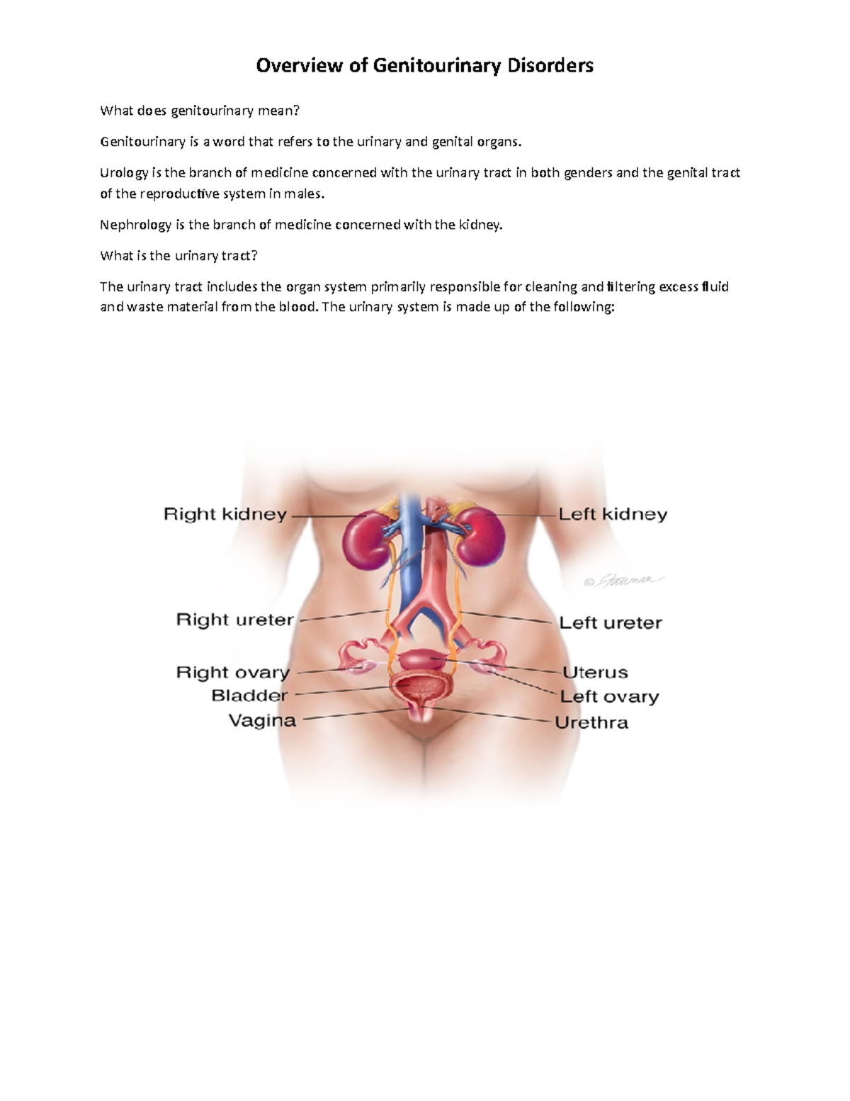 genitourinary-overview-for-study-what-does-genitourinary-mean