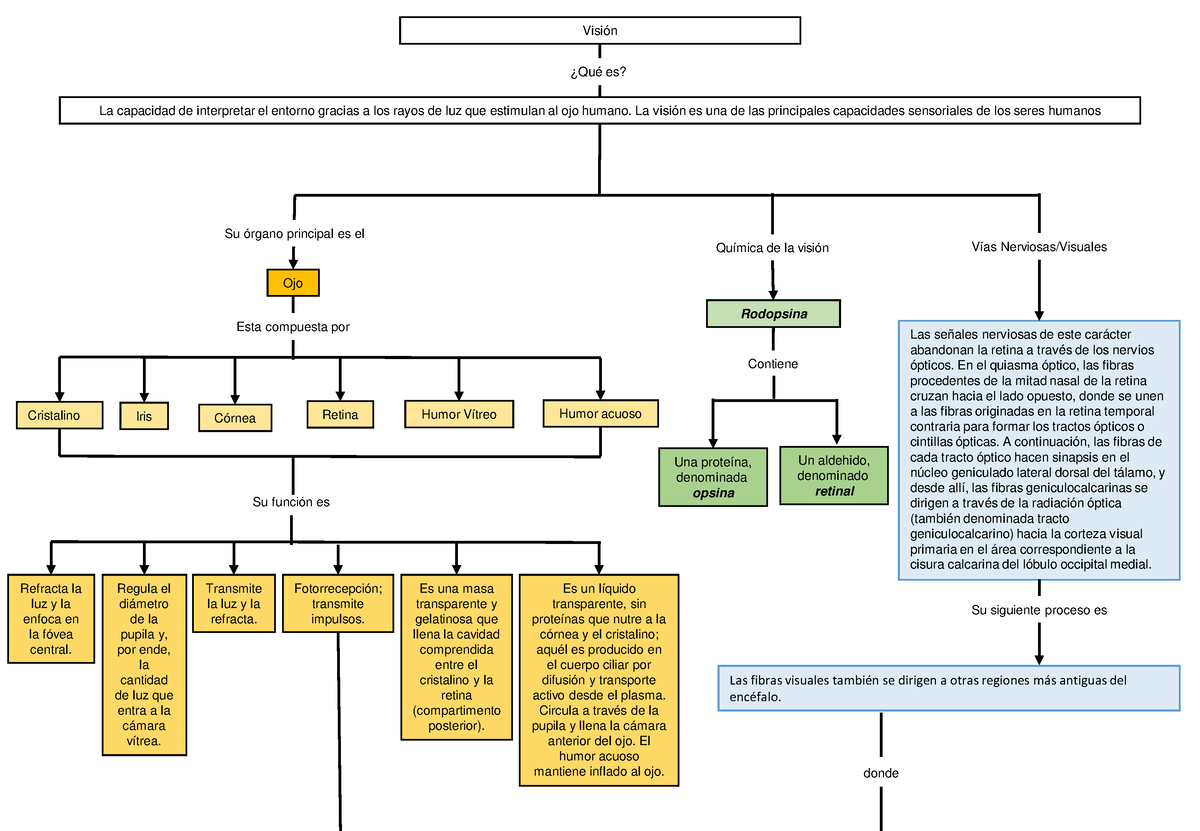 Mapa conceptual Vision - Ojo La capacidad de interpretar el entorno gracias  a los rayos de luz que - Studocu