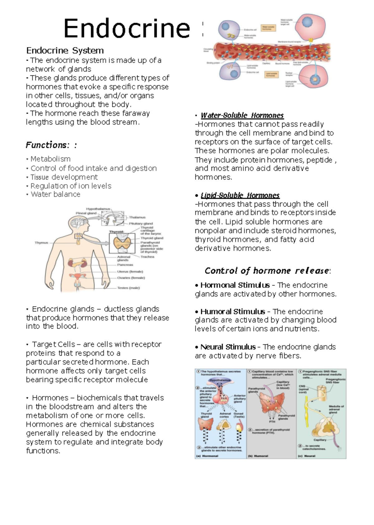 Endocrine System - Endocrine System Endocrine System - The endocrine ...