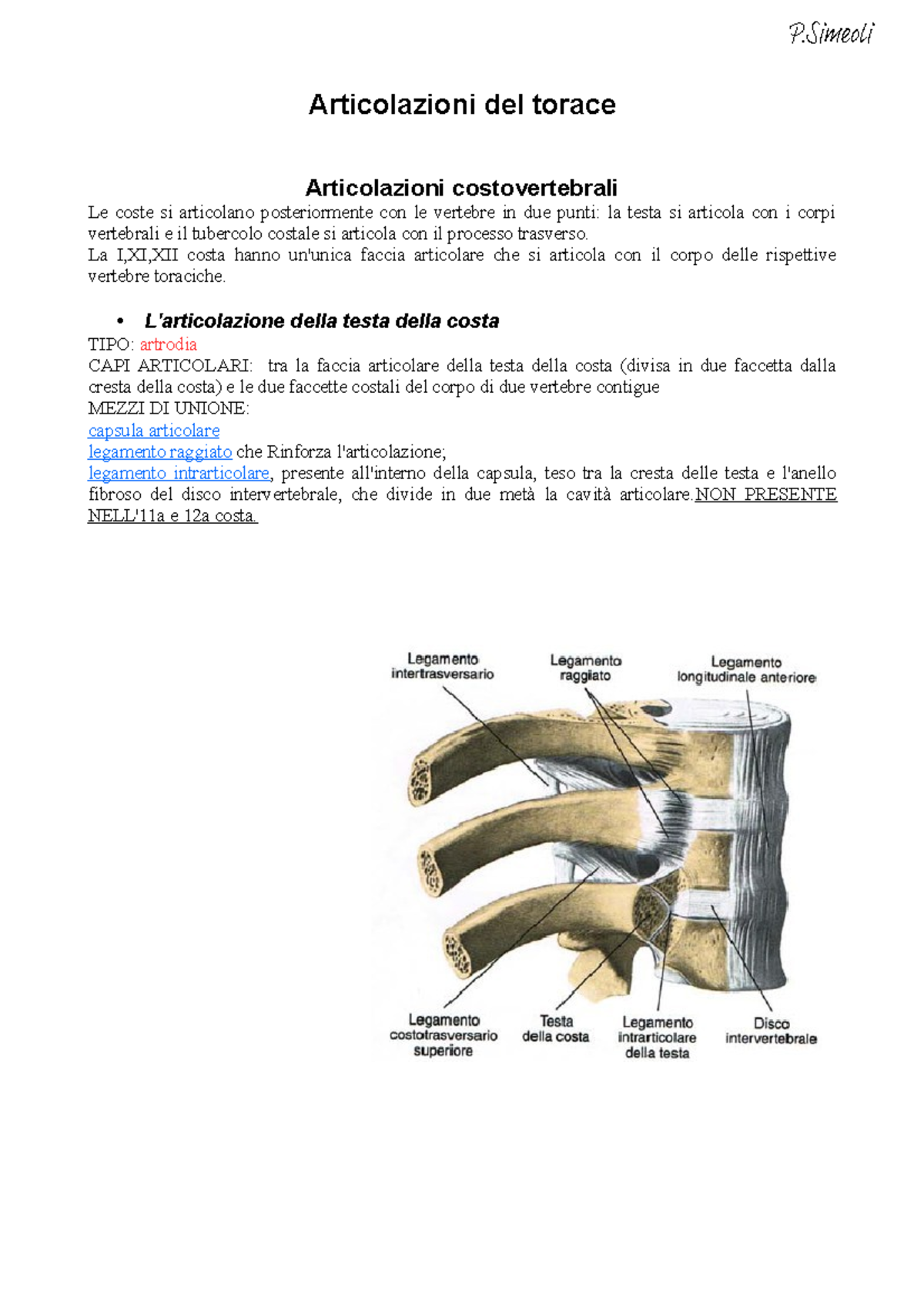 articolazioni costovertebrali e costotrasversali