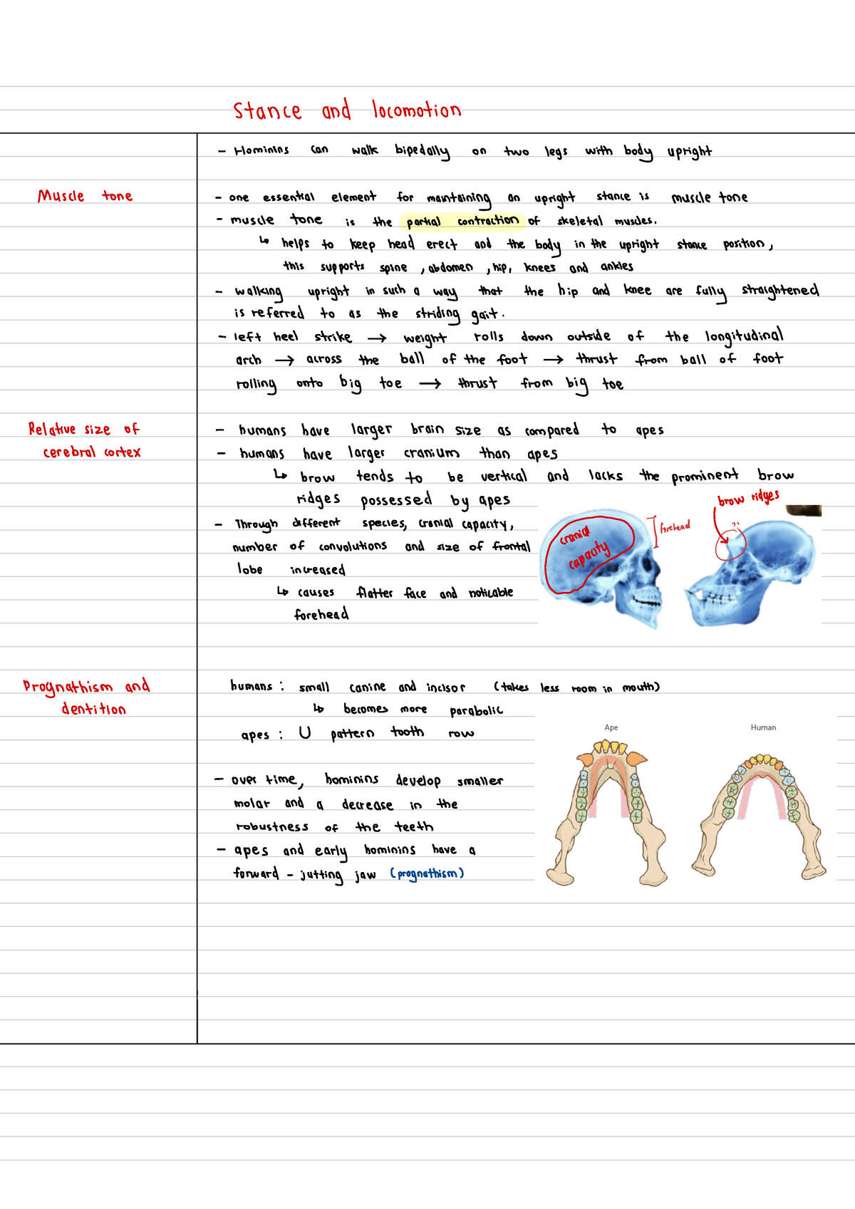 Copy Of Evolution - Stance And Locomotion - Hominins Can Walk Biped ...