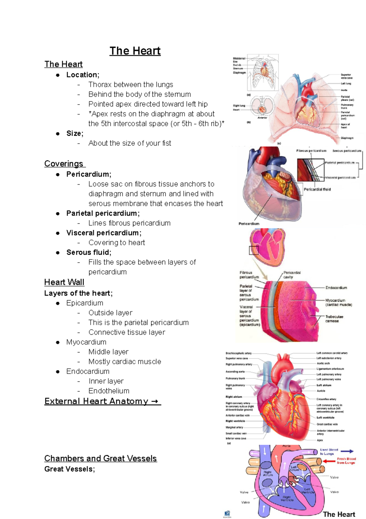 The Heart - Kristy Taberner - The Heart The Heart Location; - Thorax ...