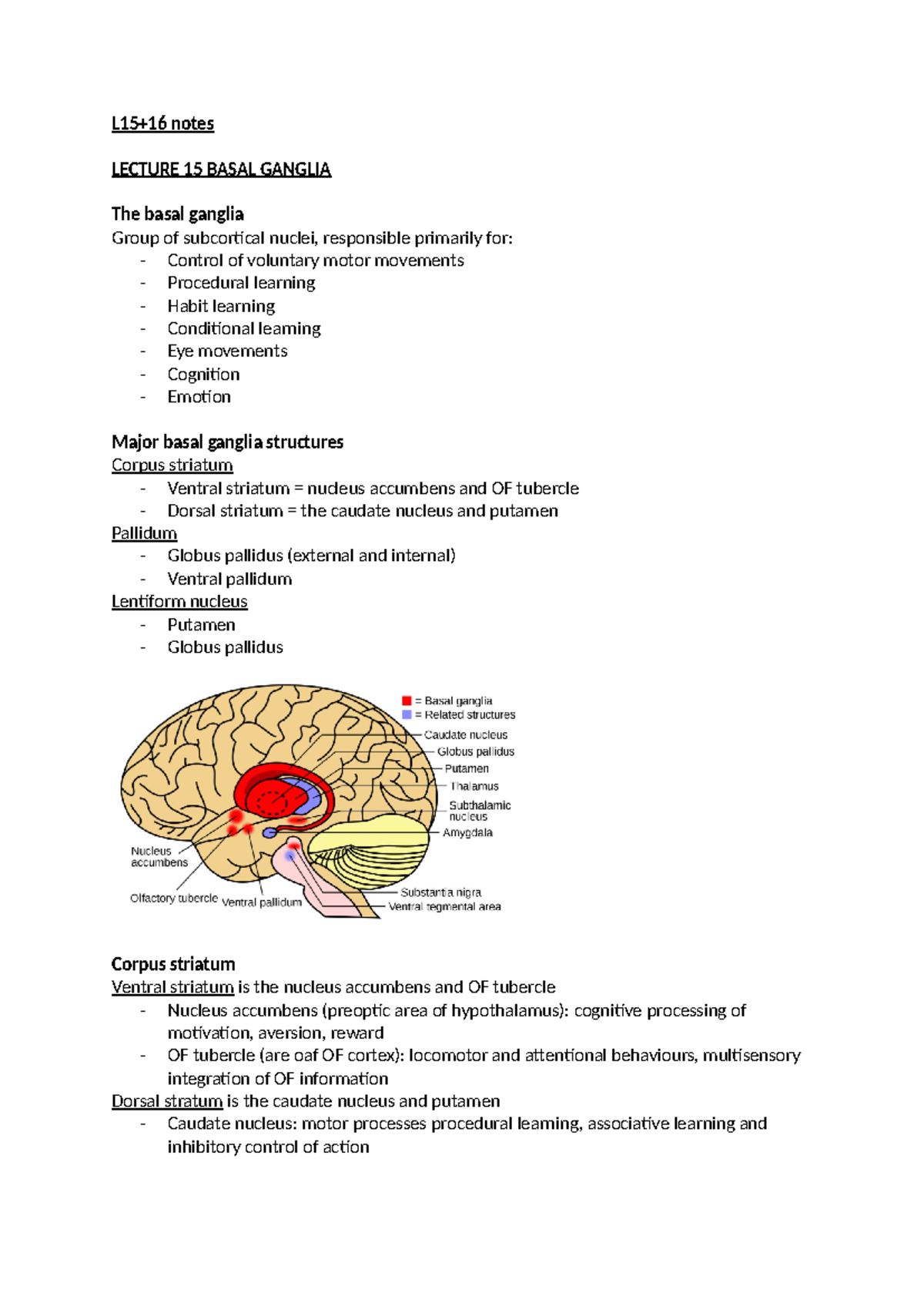 Basal Ganglia & Motor Systems - L15+16 notes LECTURE 15 BASAL GANGLIA ...