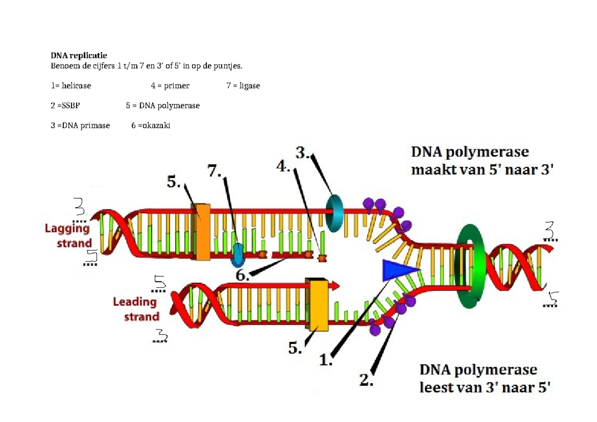 DNA replicatie opdracht 2 - Theorie biologie - DNA replicatie Benoem de