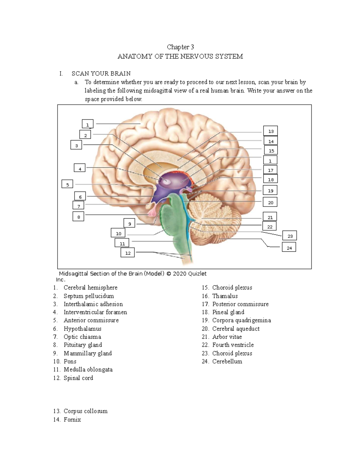 Decode Muscle Anatomy: An Engaging Labeling Activity - d78ta8o