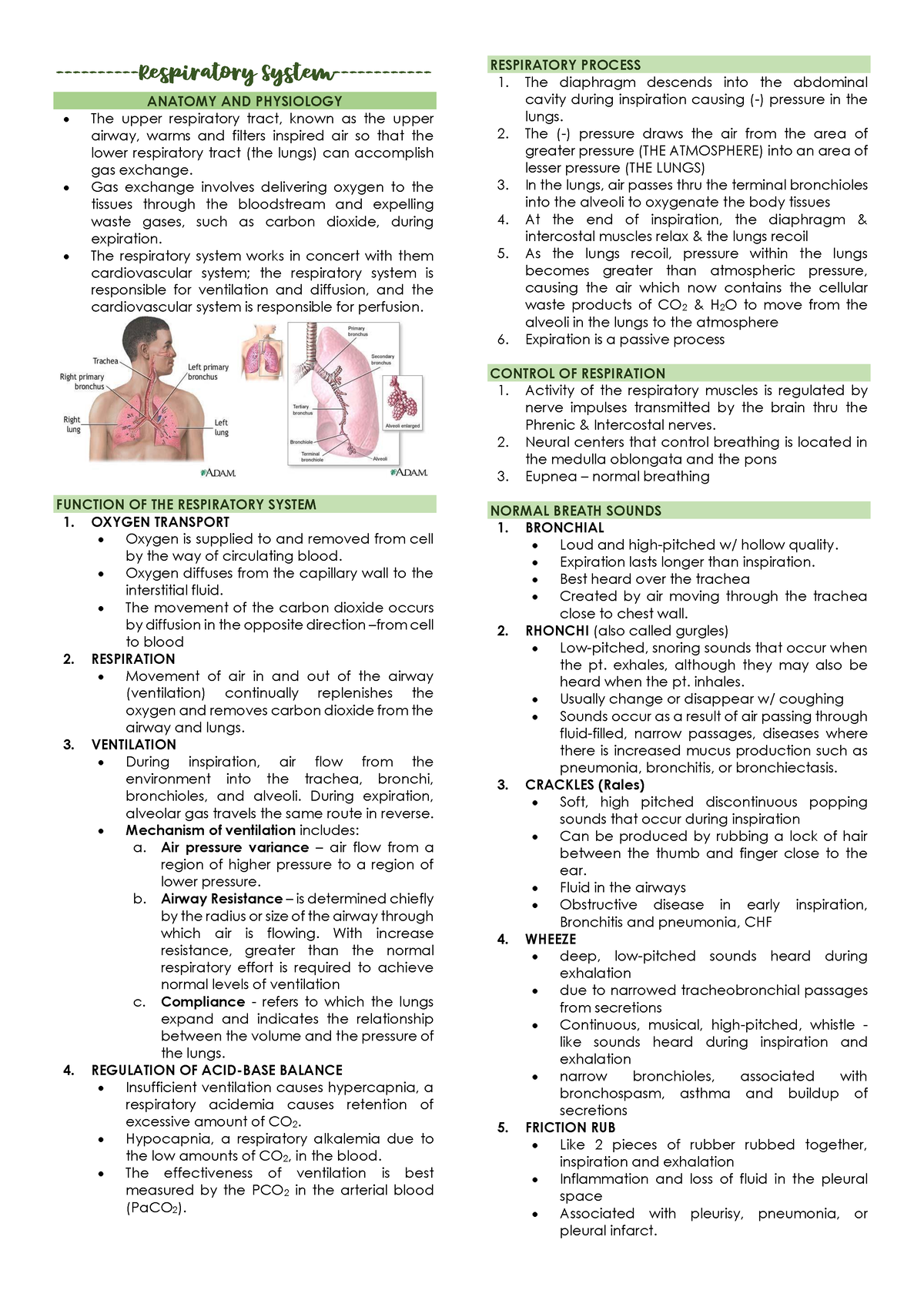 MS Respi -Respiratory System- ANATOMY AND PHYSIOLOGY The upper ...