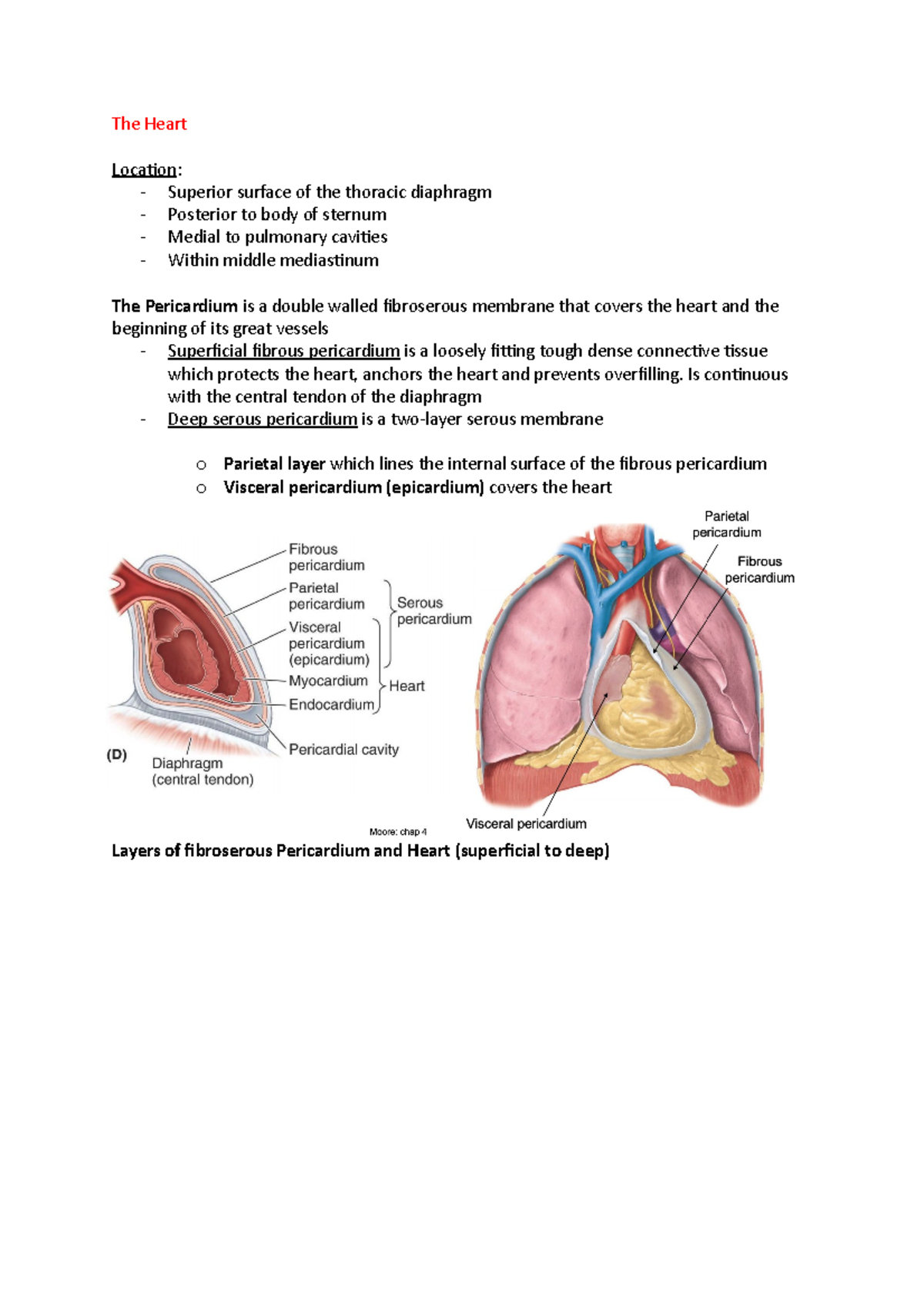 The Heart - The Heart Location: - Superior surface of the thoracic ...