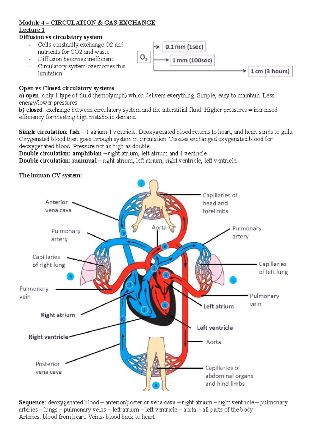 Module 4 Notes - Module 4 – CIRCULATION & GAS EXCHANGE Lecture 1 ...