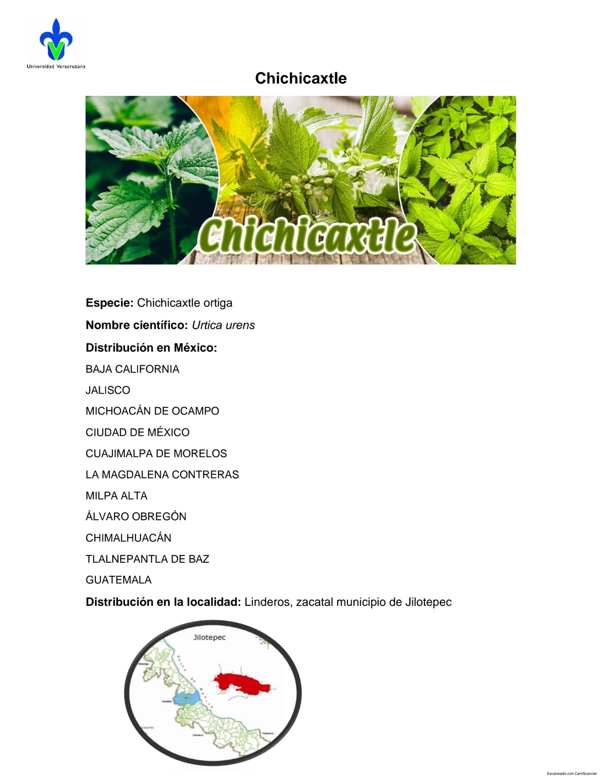 Chichicaxtle Ficha de una planta para su estudio Ecología Agropecuaria Studocu