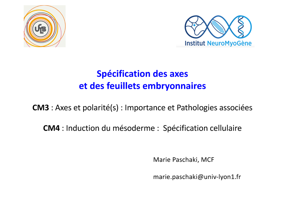 Cm3 Axe Dorso Ventral Spécification Des Axes Et Des Feuillets Embryonnaires Cm3 Axes Et 