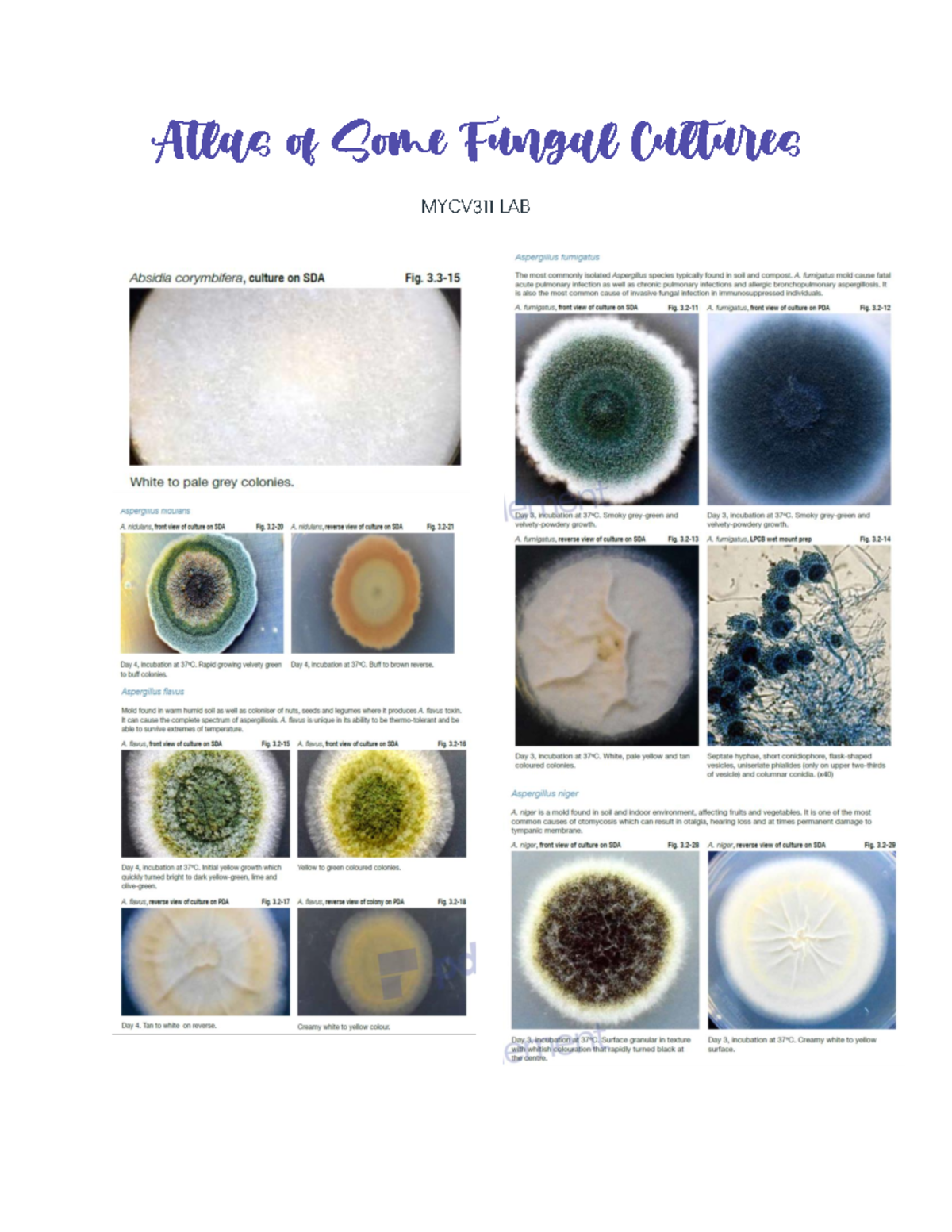 MYCV311 LAB Atlas OF SOME Fungal Cultures - Mycology and Virology ...