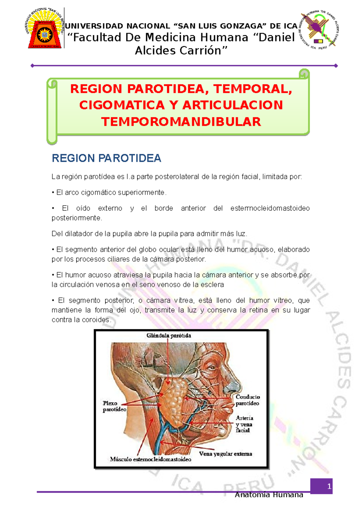 región parotídea