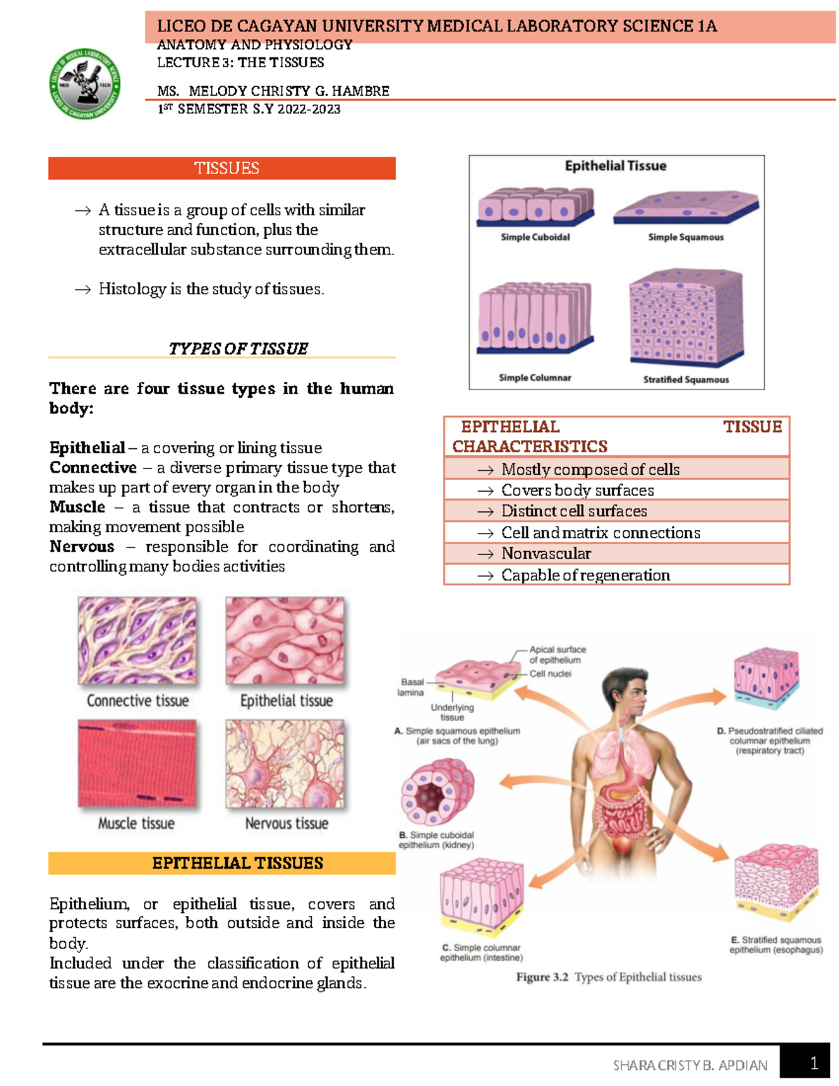 Anatomy-AND- Physiology - ANATOMY AND PHYSIOLOGY LECTURE 3: THE TISSUES ...