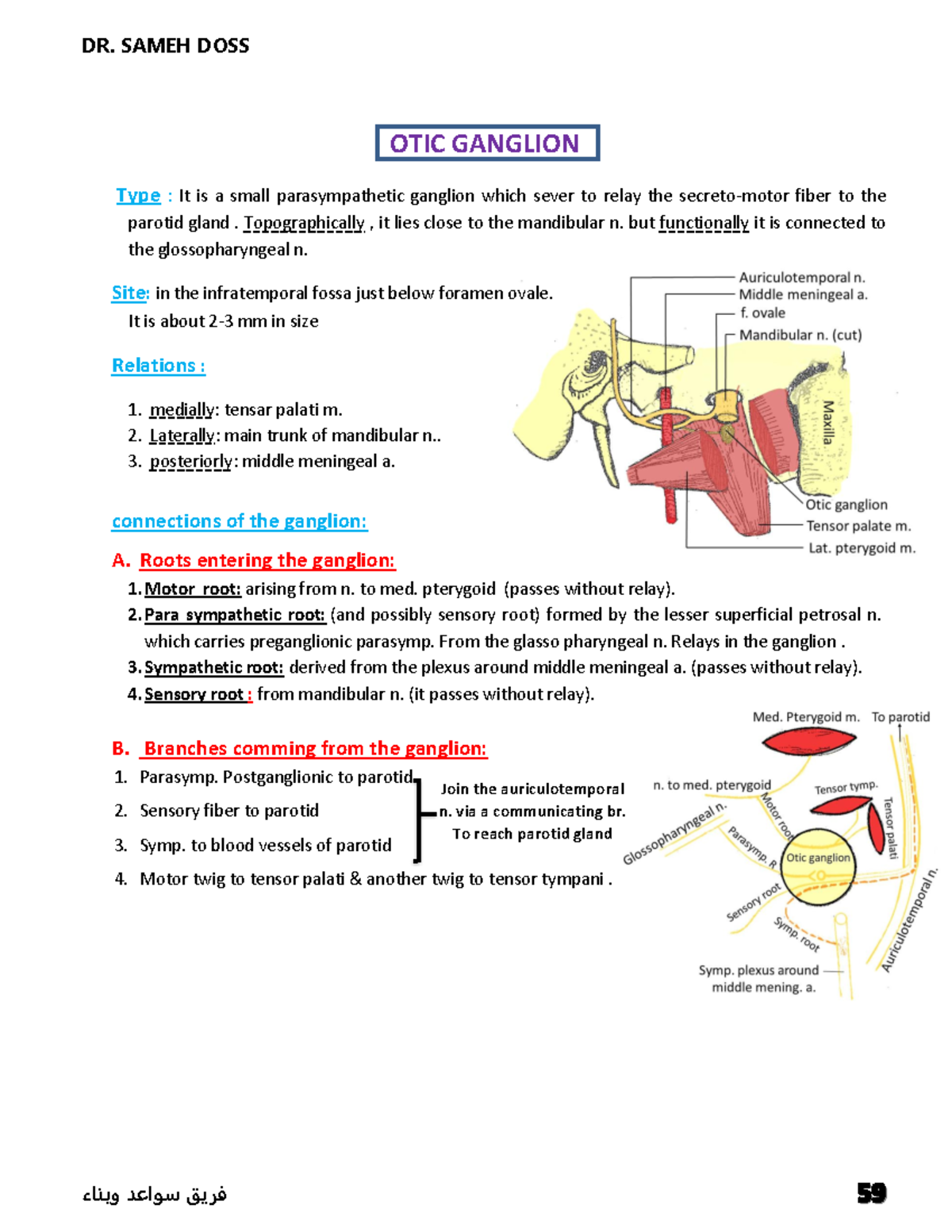 OTIC Ganglion Head and Neck Anatomy ( atlas included ) OTIC