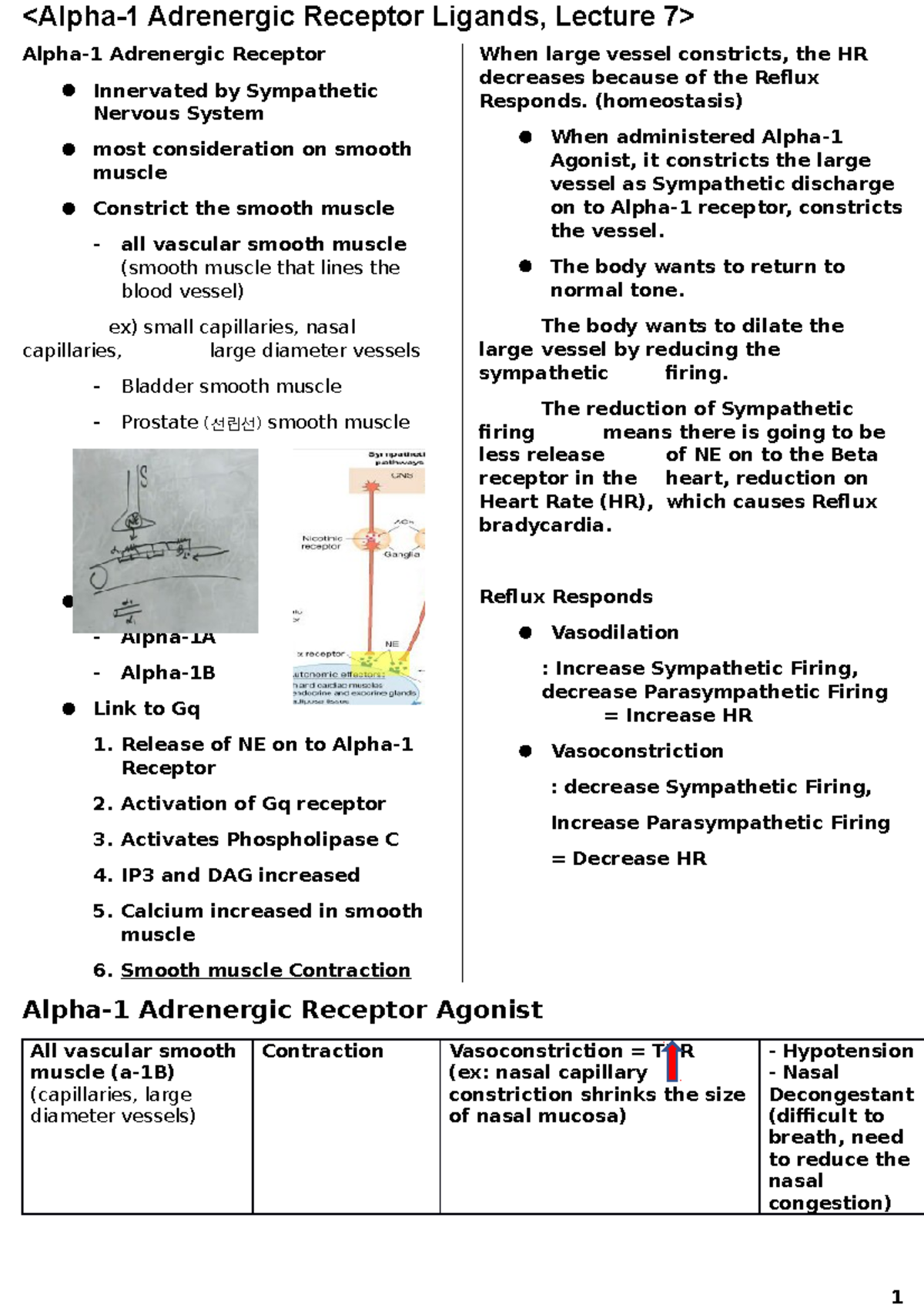 Pharmacology 1 - Alpha-1 Adrenergic Receptor Ligands (Lecture 7b ...