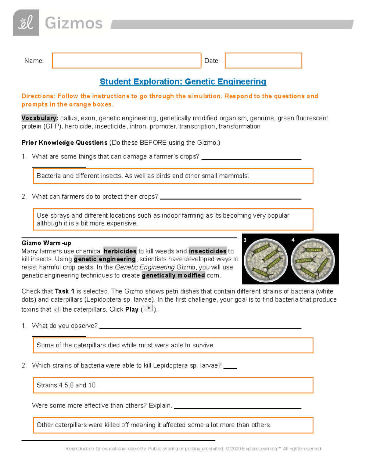 Copy of Genetic Engineering SE - Name: Date: Student Exploration ...