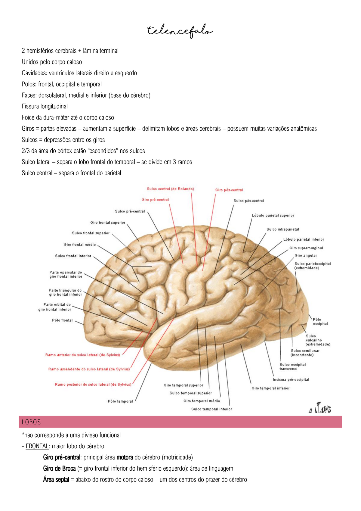 hemisférios cerebrais e corpo caloso