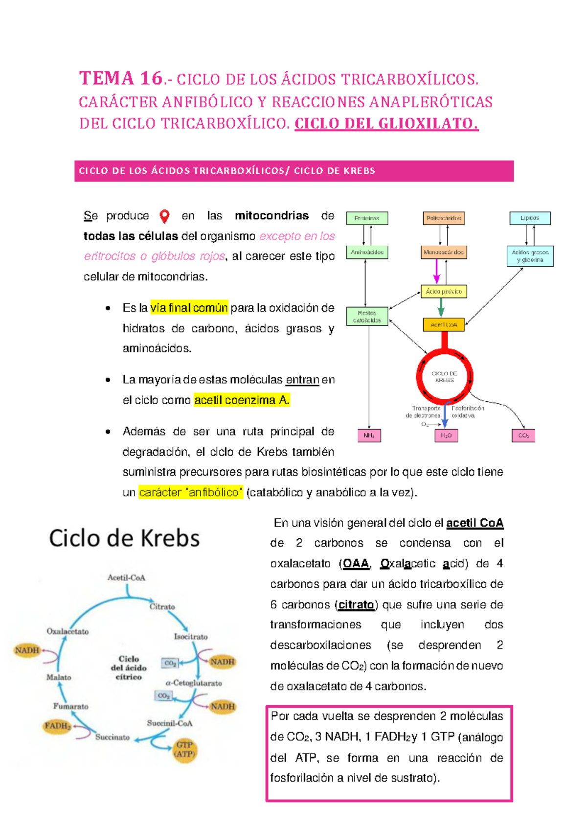 Tema 16 Ciclo De Los ácidos Tricarboxílicos Carácter Anfibólico Y