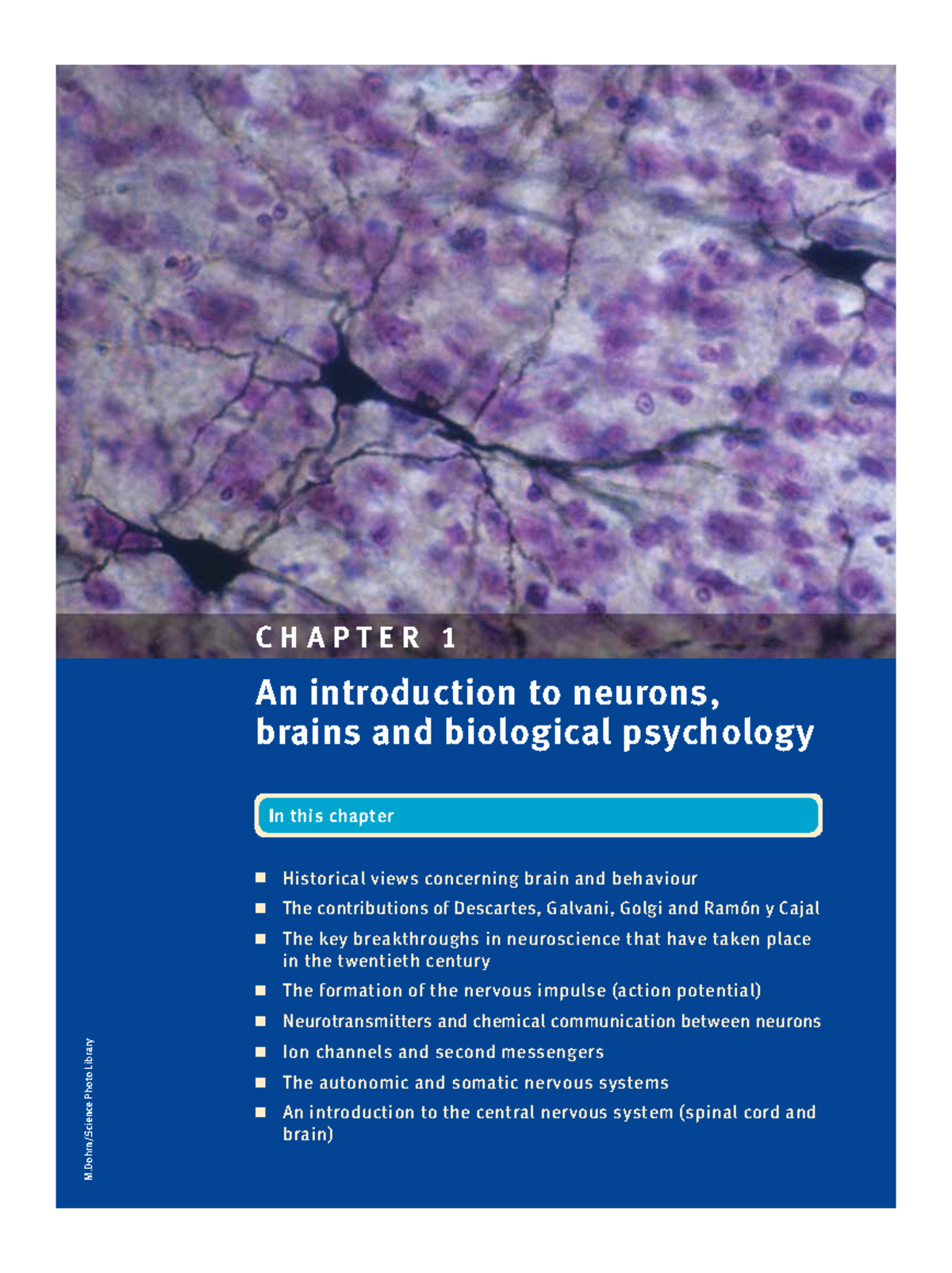 Biological Psychology (3)-1 - CHAPTER 1 An introduction to neurons ...