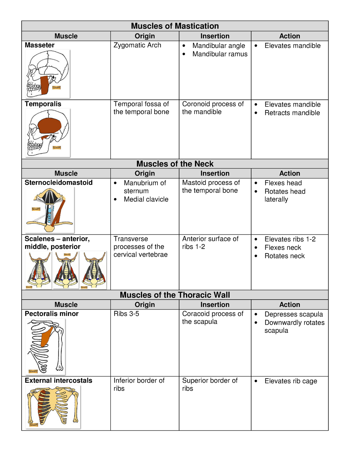 Muscle Origin and Insertions Muscles of Mastication Muscle Origin