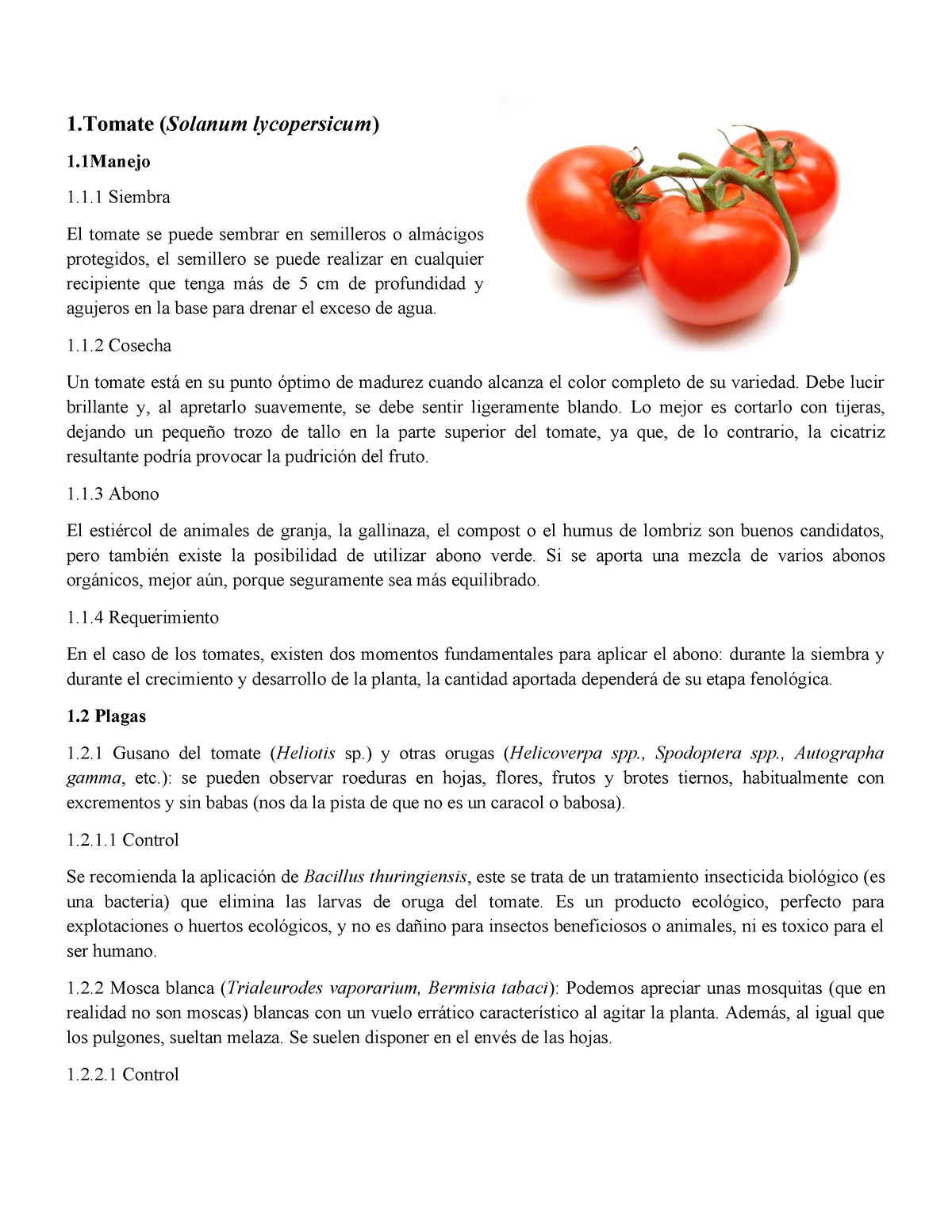 Generalidades Del Tomate - 1 (Solanum Lycopersicum) 1 1.1 Siembra El ...